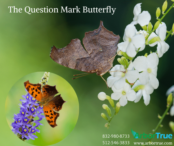 The Question Mark Butterfly