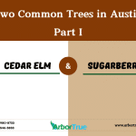 Two Common Trees in Austin Cedar Elm and Sugarberry - Part I