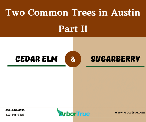 Two Common Trees in Austin Cedar Elm and Sugarberry - Part II