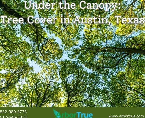 Under the Canopy Tree Cover in Austin, Texas