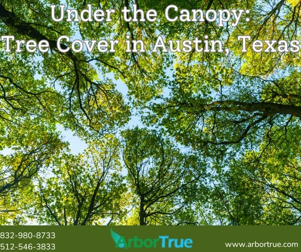 Under the Canopy Tree Cover in Austin, Texas