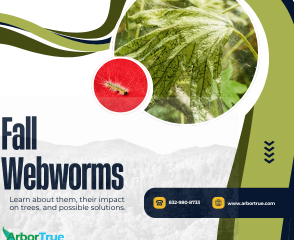 Fall Webworms