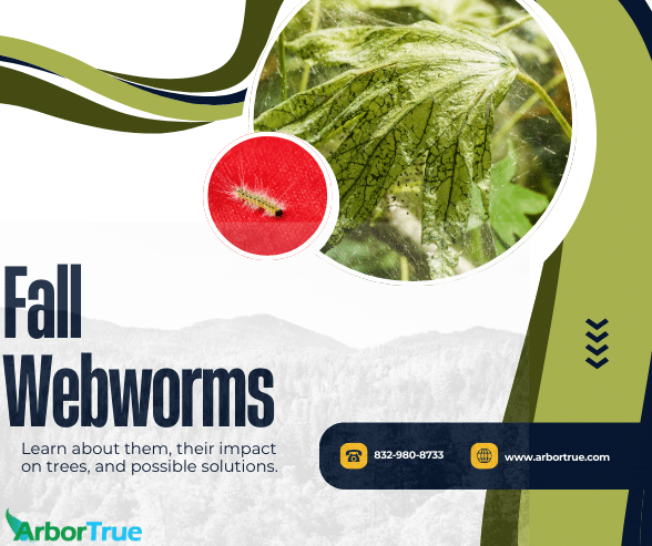 Fall Webworms