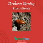 Mushroom Monday Frosts Bolete