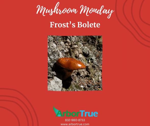 Mushroom Monday Frosts Bolete