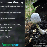 Mushroom Monday Leucocoprinus cretaceus