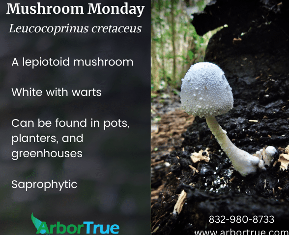 Mushroom Monday Leucocoprinus cretaceus
