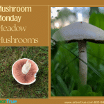 Mushroom Monday Meadow Mushrooms