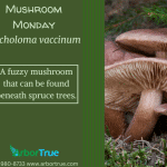 Mushroom Monday Tricholoma vaccinum