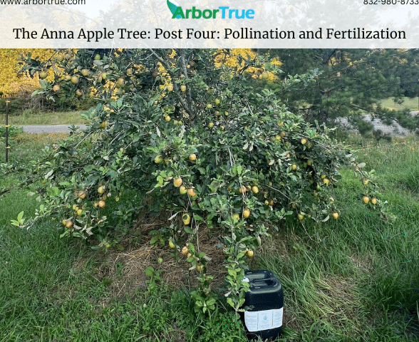 The Anna Apple Tree Post Four Pollination and Fertilization