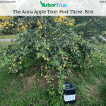 The Anna Apple Tree Post Three Brix
