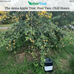 The Anna Apple Tree Post Two Chill Hours