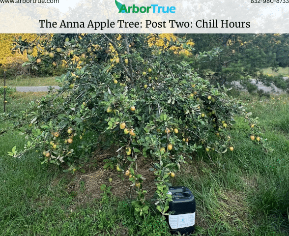 The Anna Apple Tree Post Two Chill Hours