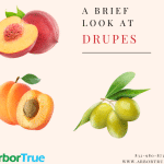 A Brief Look at Drupes