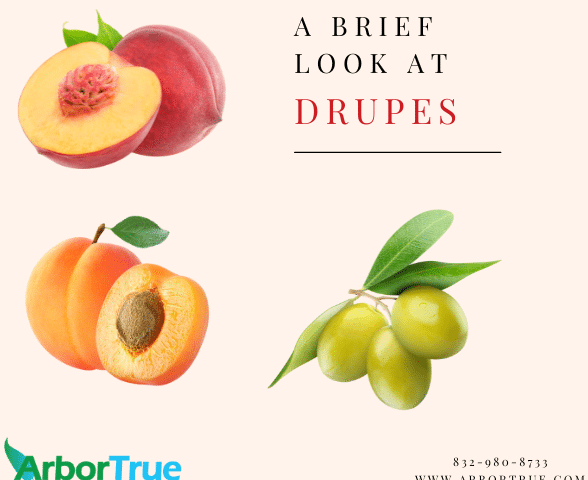 A Brief Look at Drupes