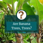 Are Banana Trees, Trees