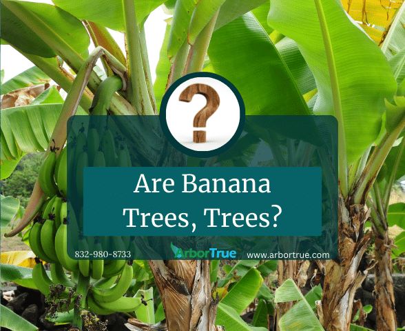 Are Banana Trees, Trees