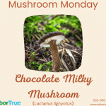 Chocolate Milky Mushroom