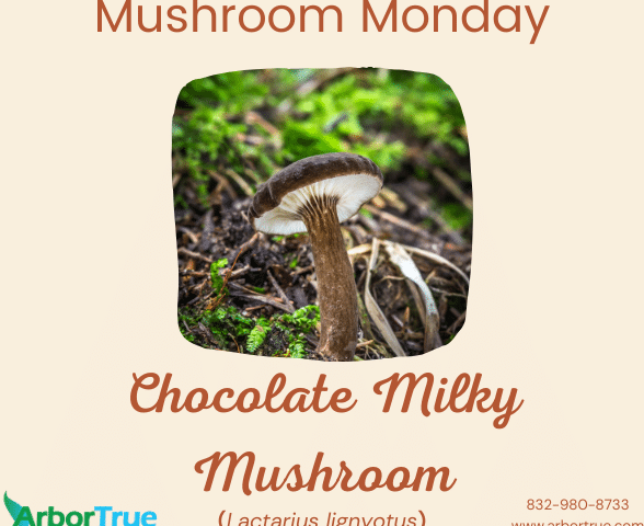 Mushroom Monday: Chocolate Milky (Lactarius lignyotus)