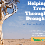 Helping Trees Through Drought