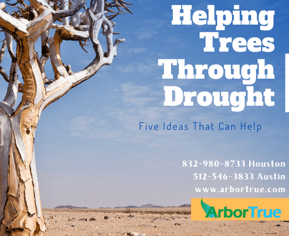 Helping Trees Through Drought