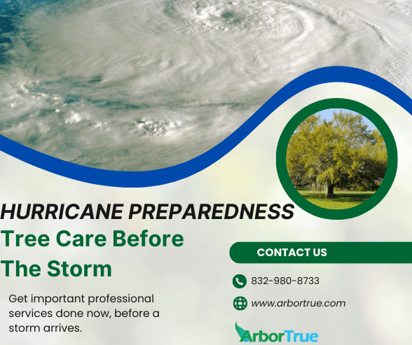 Hurricane Preparedness Tree Care Before The Storm 