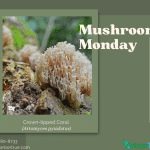 Mushroom Monday Crown-tipped Coral (Artomyces pyxidatus)