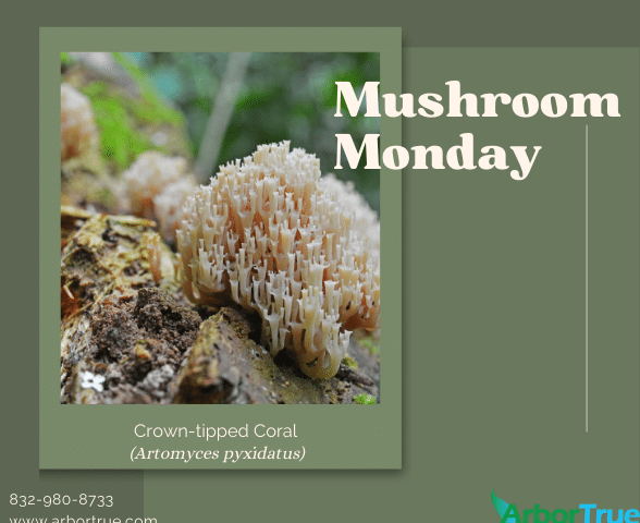 Mushroom Monday Crown-tipped Coral (Artomyces pyxidatus)