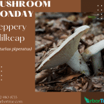 Mushroom Monday Peppery Milkcap