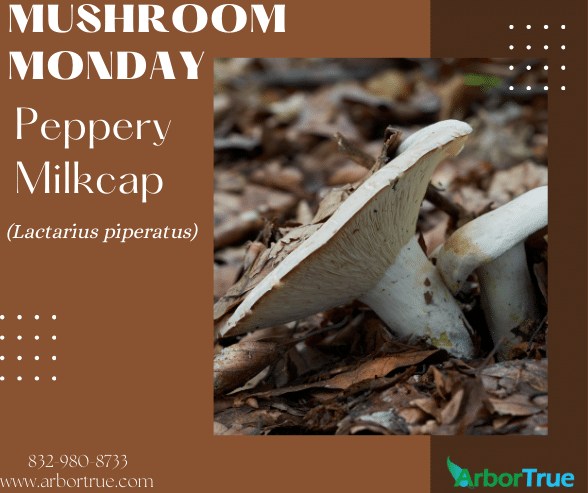 Mushroom Monday Peppery Milkcap