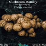 Mushroom Monday Shaggy Scalycap