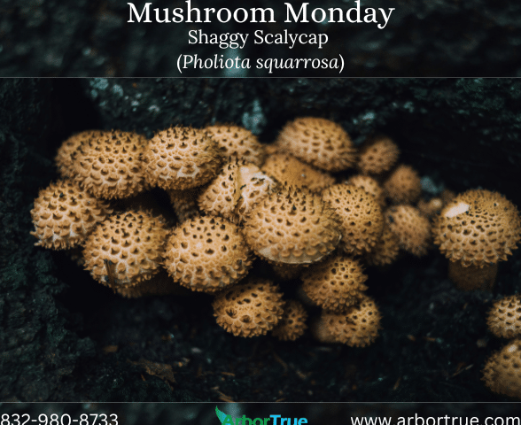 Mushroom Monday Shaggy Scalycap