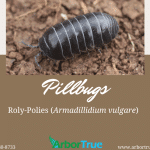 Pillbugs Roly-Polies (Armadillidium vulgare)