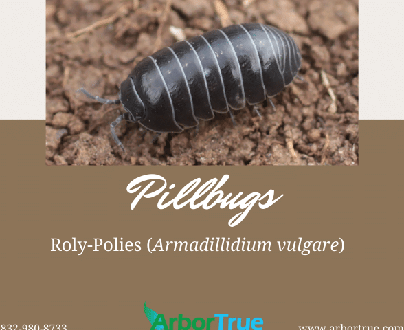 Pillbugs Roly-Polies (Armadillidium vulgare)