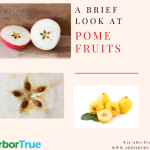 A Brief Look at Pome Fruits