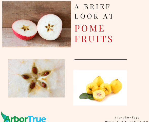 A Brief Look at Pome Fruits