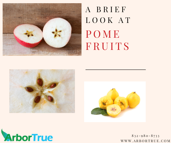 A Brief Look at Pome Fruits