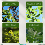 The Leaves of Four Oaks