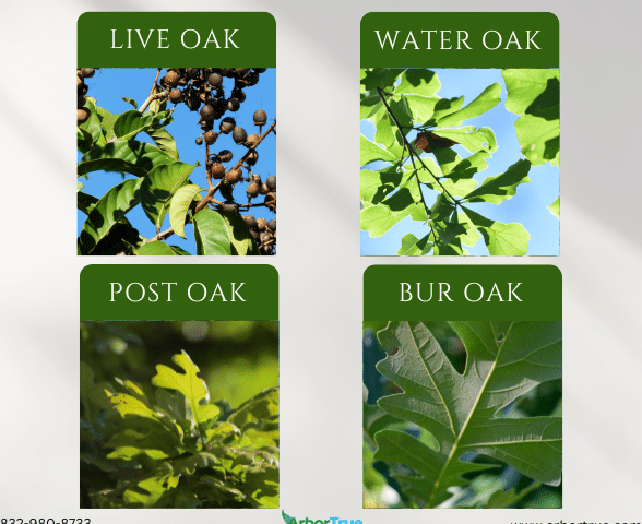 The Leaves of Four Oaks