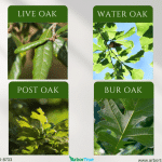 The Leaves of Four Oaks