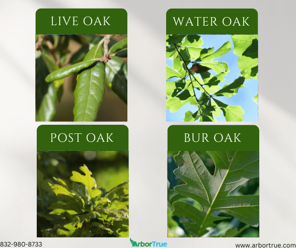 The Leaves of Four Oaks