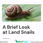 A Brief Look at Land Snails