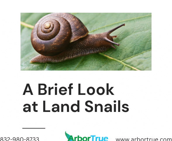 A Brief Look at Land Snails