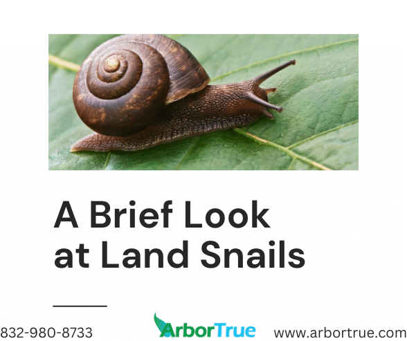 A Brief Look at Land Snails