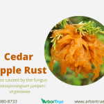 Cedar Apple Rust