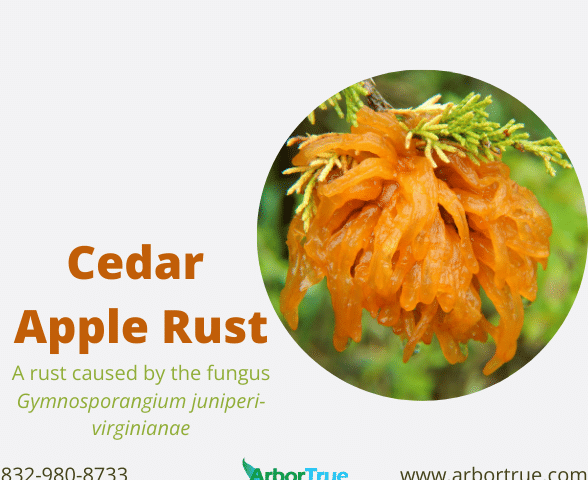 Cedar Apple Rust