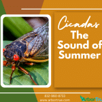 Cicadas The Sound of Summer