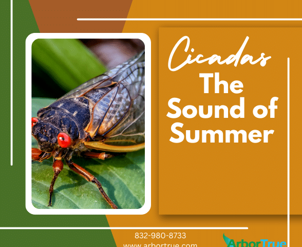 Cicadas The Sound of Summer