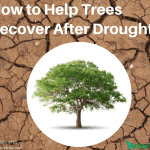 How to Help Trees Recover After Drought