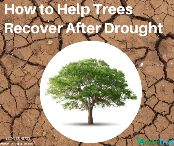 How to Help Trees Recover After Drought